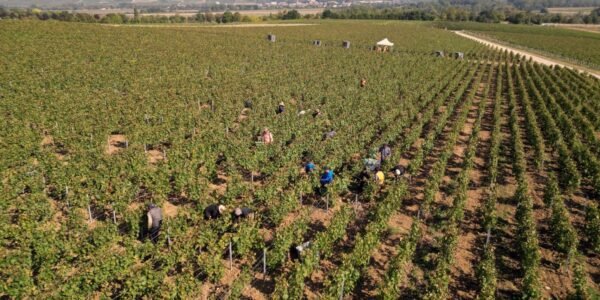 سجن رئيس صناعة الشمبانيا ، 2 آخرين بسبب الاتجار بالبشر ، ويزعم أنهما يعاملون العمال في فرنسا “مثل العبيد”
