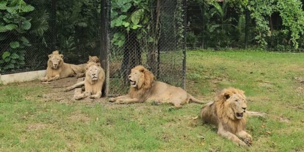تعثر Zookeeper حتى الموت على يد Lions بعد الخروج من السيارة في Safari Park في تايلاند